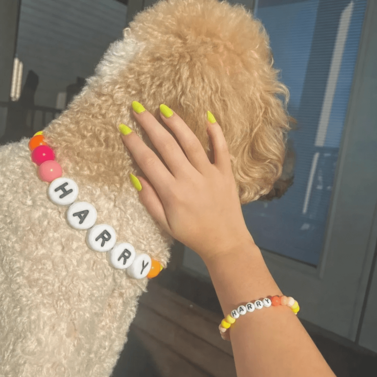 A dog wearing a beaded collar spelling HARRY, with its owner wearing the matching HARRY bracelet